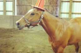 Funny Horseunicorn