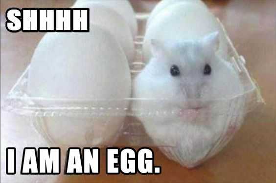Funny Iamegg