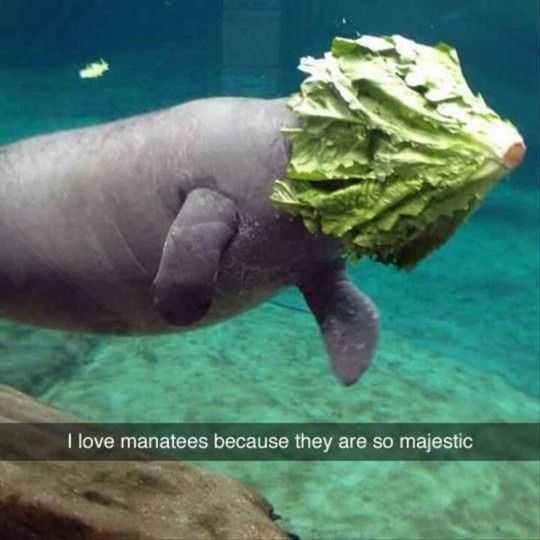 Funny Manatee