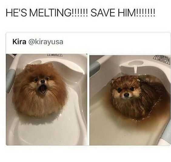 Funny Melting Dog