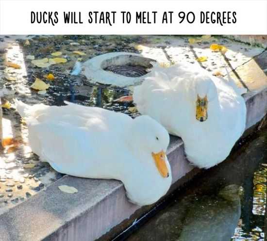 Funny Meltingducks