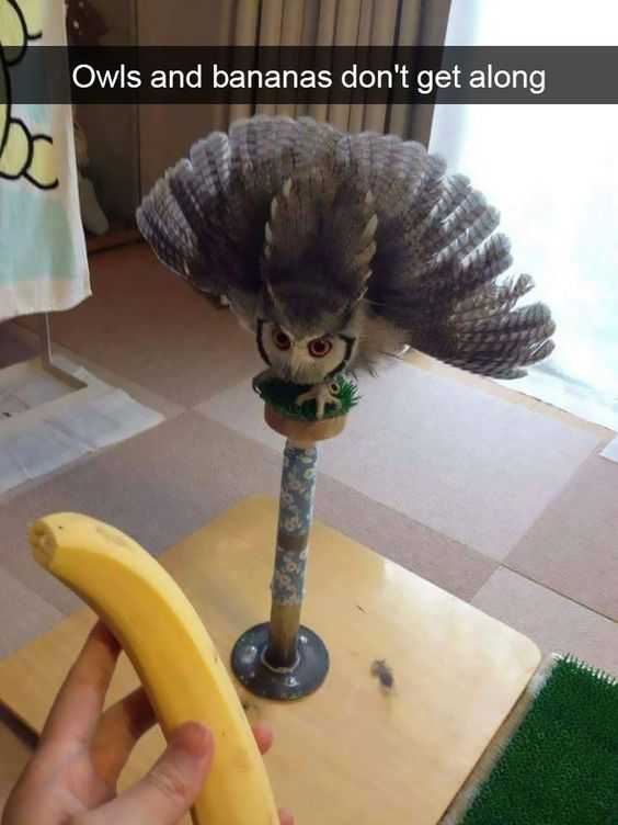 Funny Owlbanana