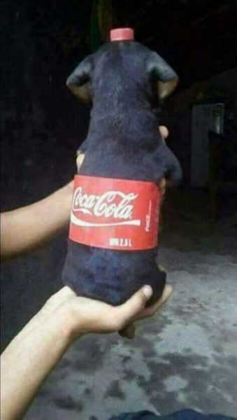 Funny Puppypepsi