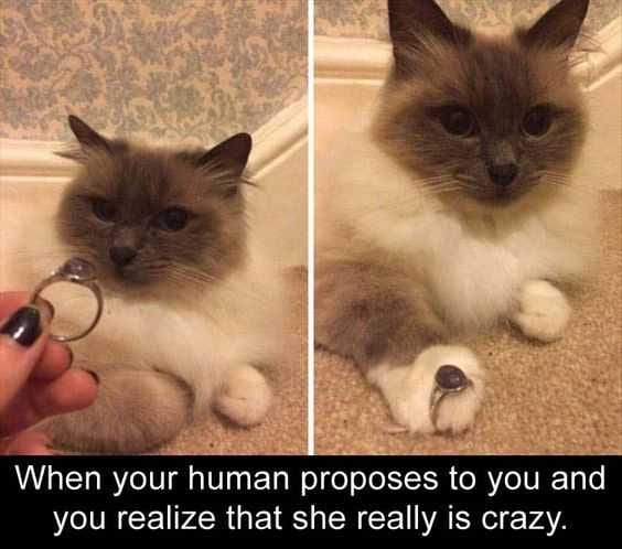 Funny Really Crazy