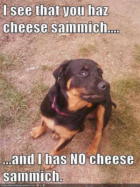 Funny Sandwich