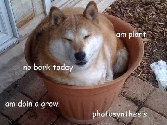 Meme Dogplant