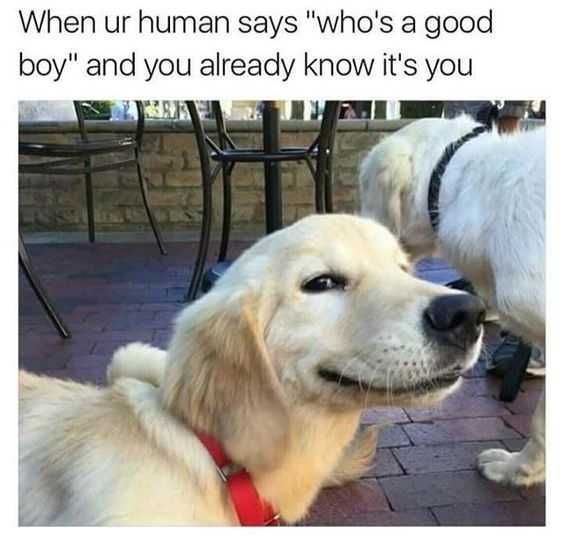 Meme Goodboy