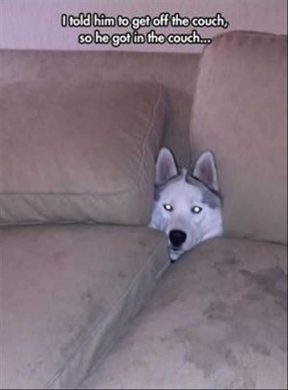 Meme Gotincouch
