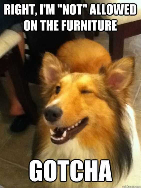 Meme Notallowed