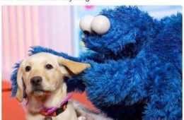 Meme Wheniseeanydog