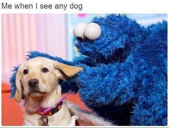 Meme Wheniseeanydog