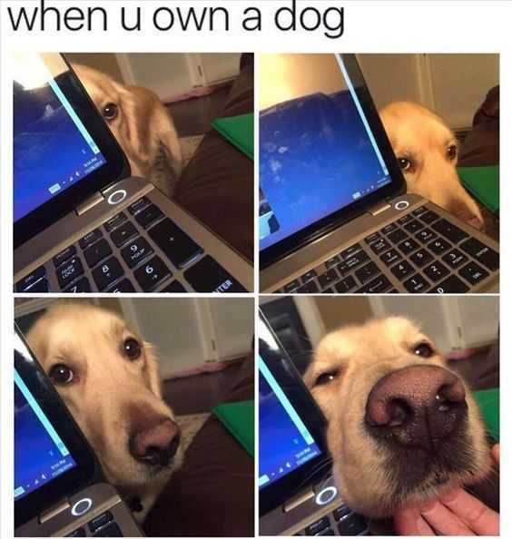 Meme Whenyouownadog