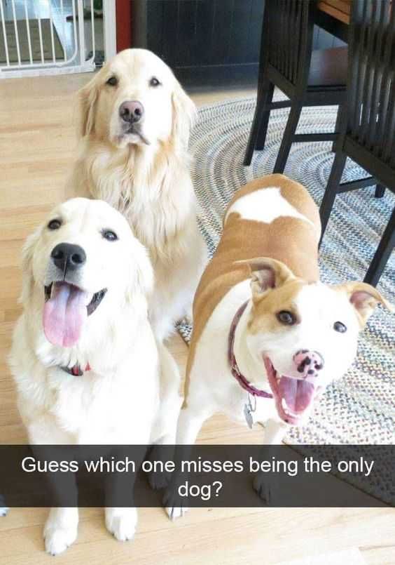 Meme Whichonemisses