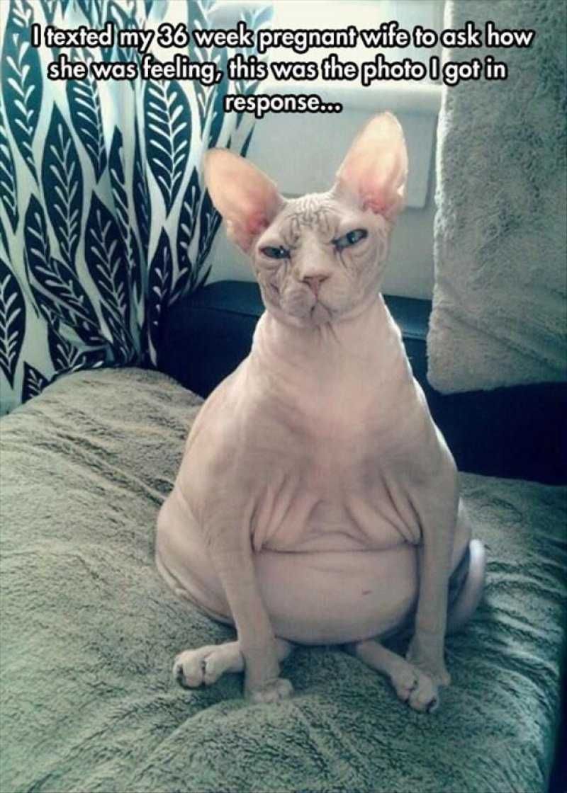 Pregfunny