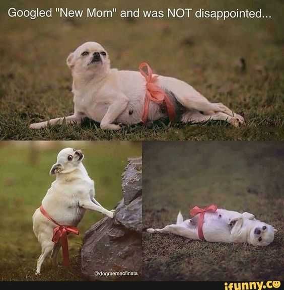 Pregfunny Newmom
