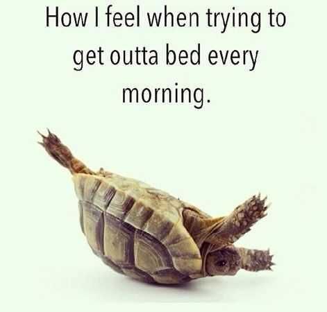 Pregfunny Turtle