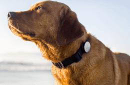 Whistle Pet Gps Tracker Dog