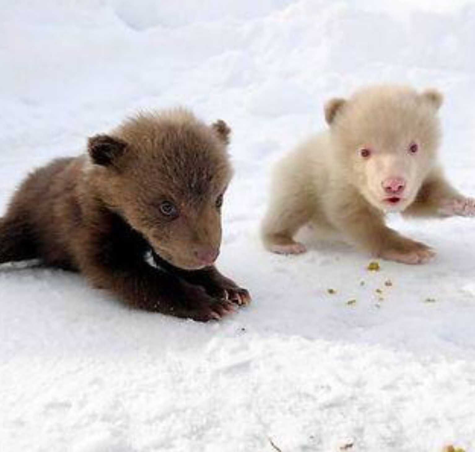 Adrable Bears