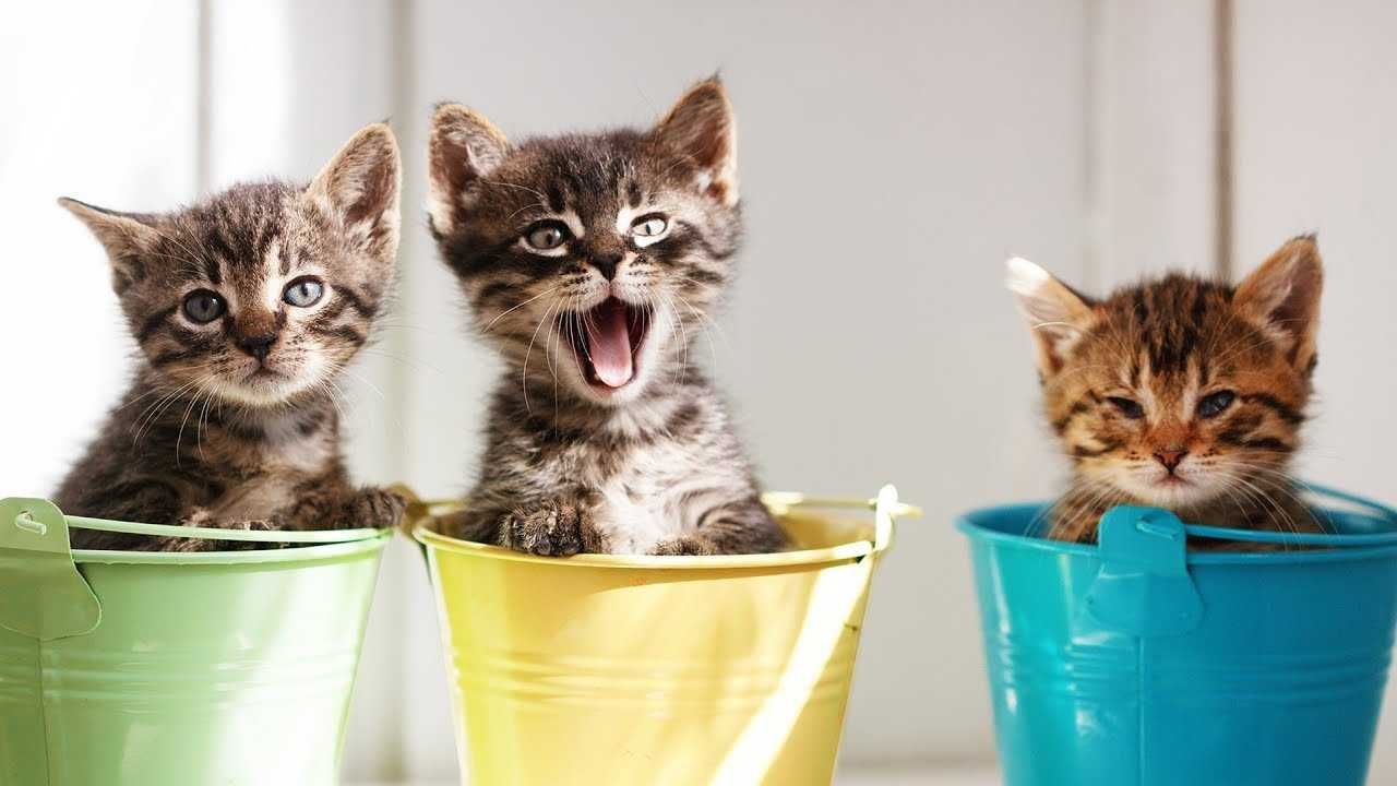 Animal Cats Pails