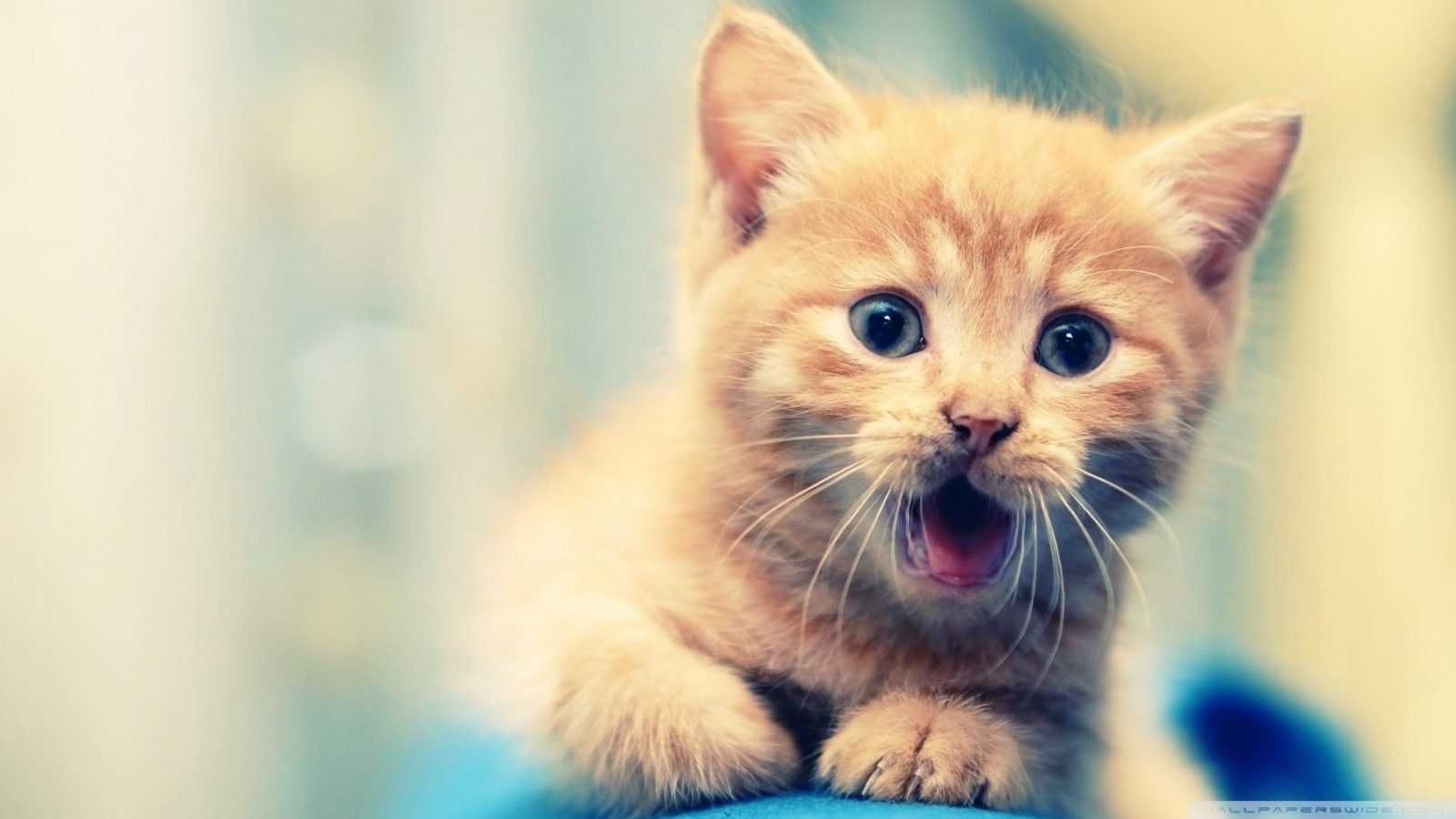 Animal Orange Kitten