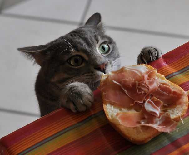 Cat Thief Funny Animal Pictures 18 605