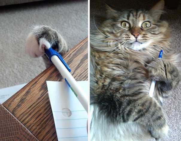 Cat Thief Funny Animal Pictures 1 605