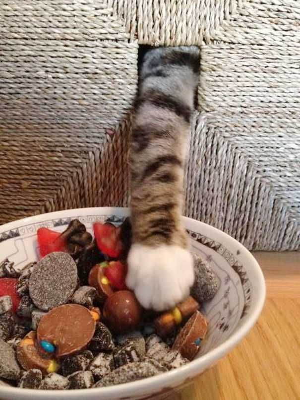 Cat Thief Funny Animal Pictures 27 605