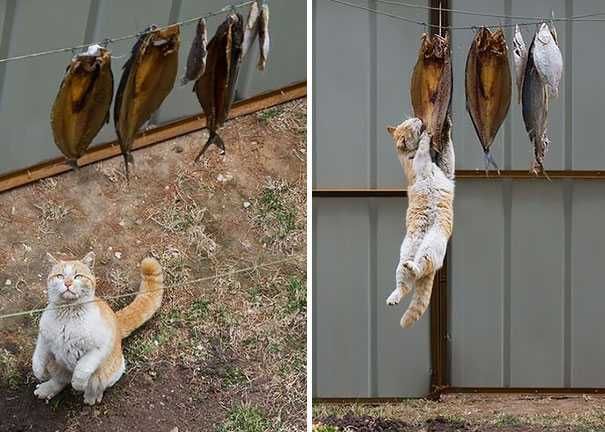Cat Thief Funny Animal Pictures 334 605