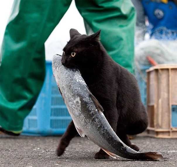 Cat Thief Funny Animal Pictures 33 605