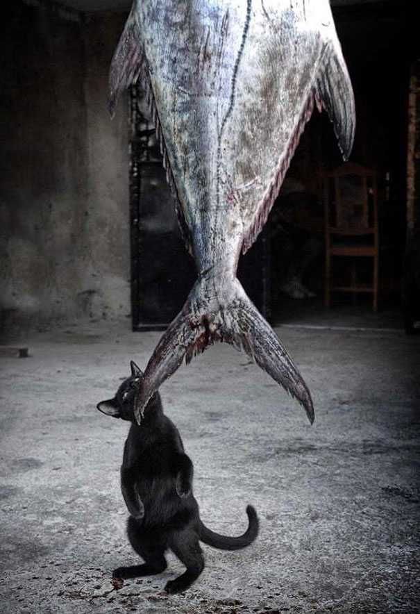 Cat Thief Funny Animal Pictures 38 605