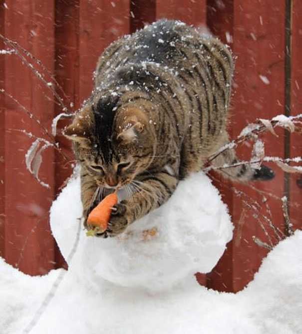 Cat Thief Funny Animal Pictures 41 605