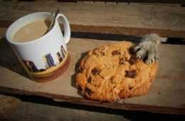 Cat Thief Funny Animal Pictures 45 605