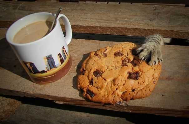 Cat Thief Funny Animal Pictures 45 605