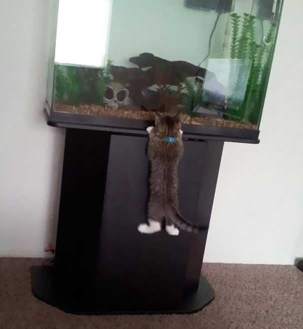 Cat Thief Funny Animal Pictures 46 605