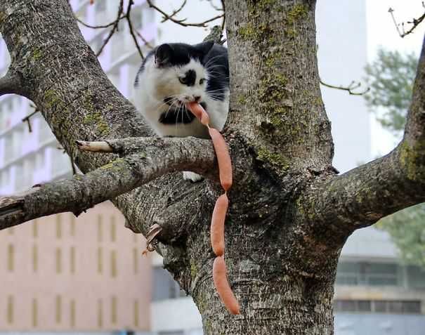 Cat Thief Funny Animal Pictures 7 605