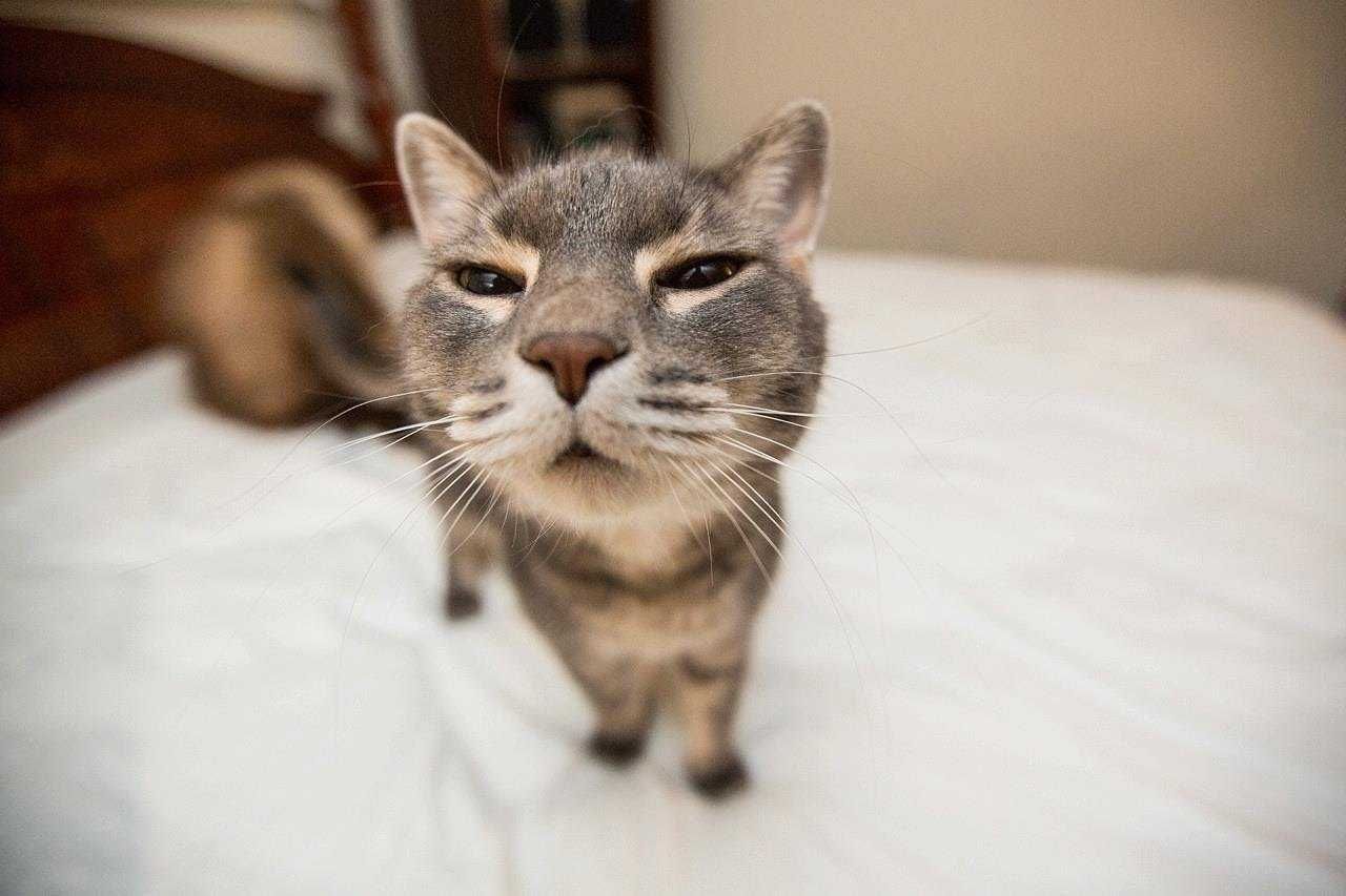 Cute Cat High
