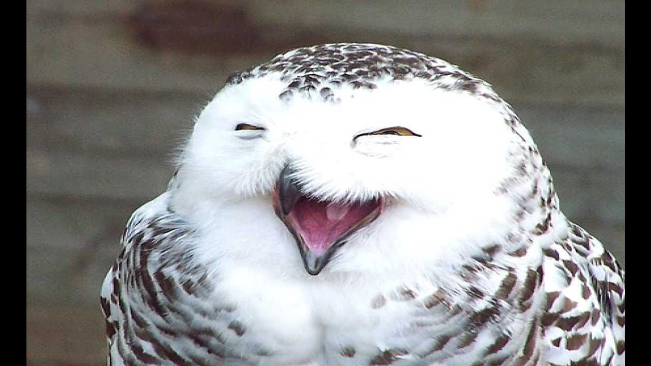Cute Owl