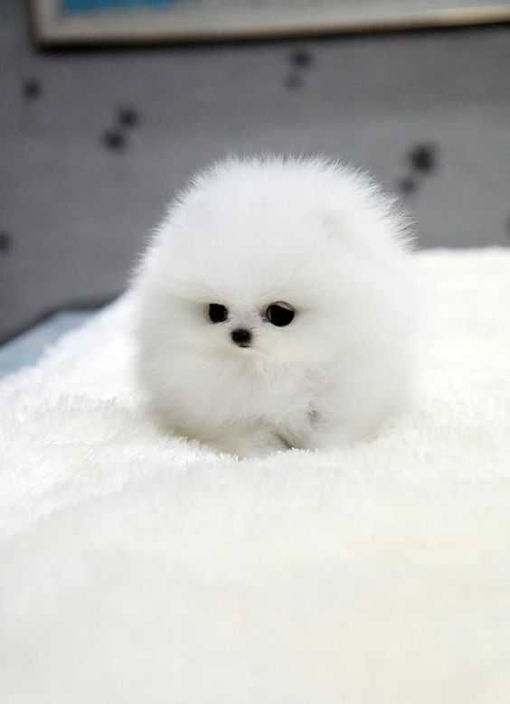 Cute Puff Dog