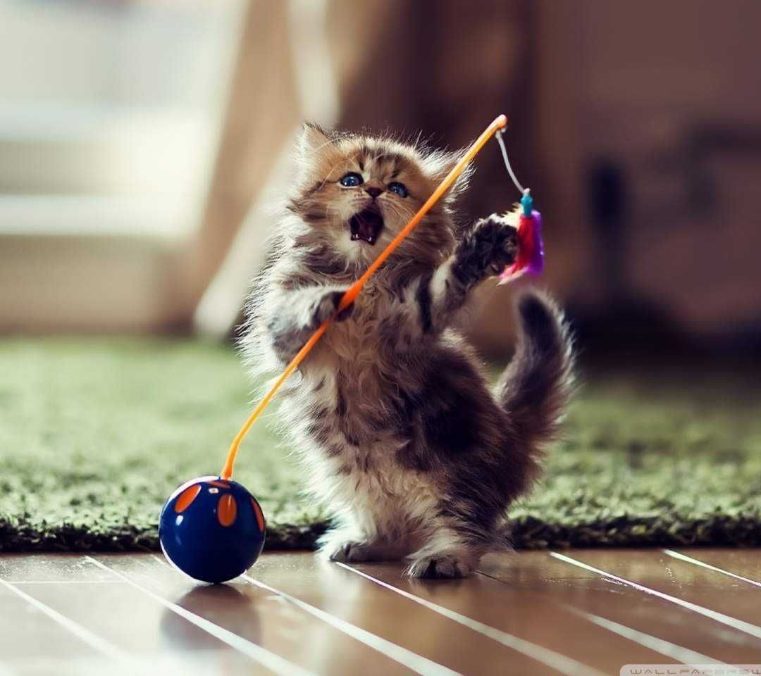 Funny Cat Daner