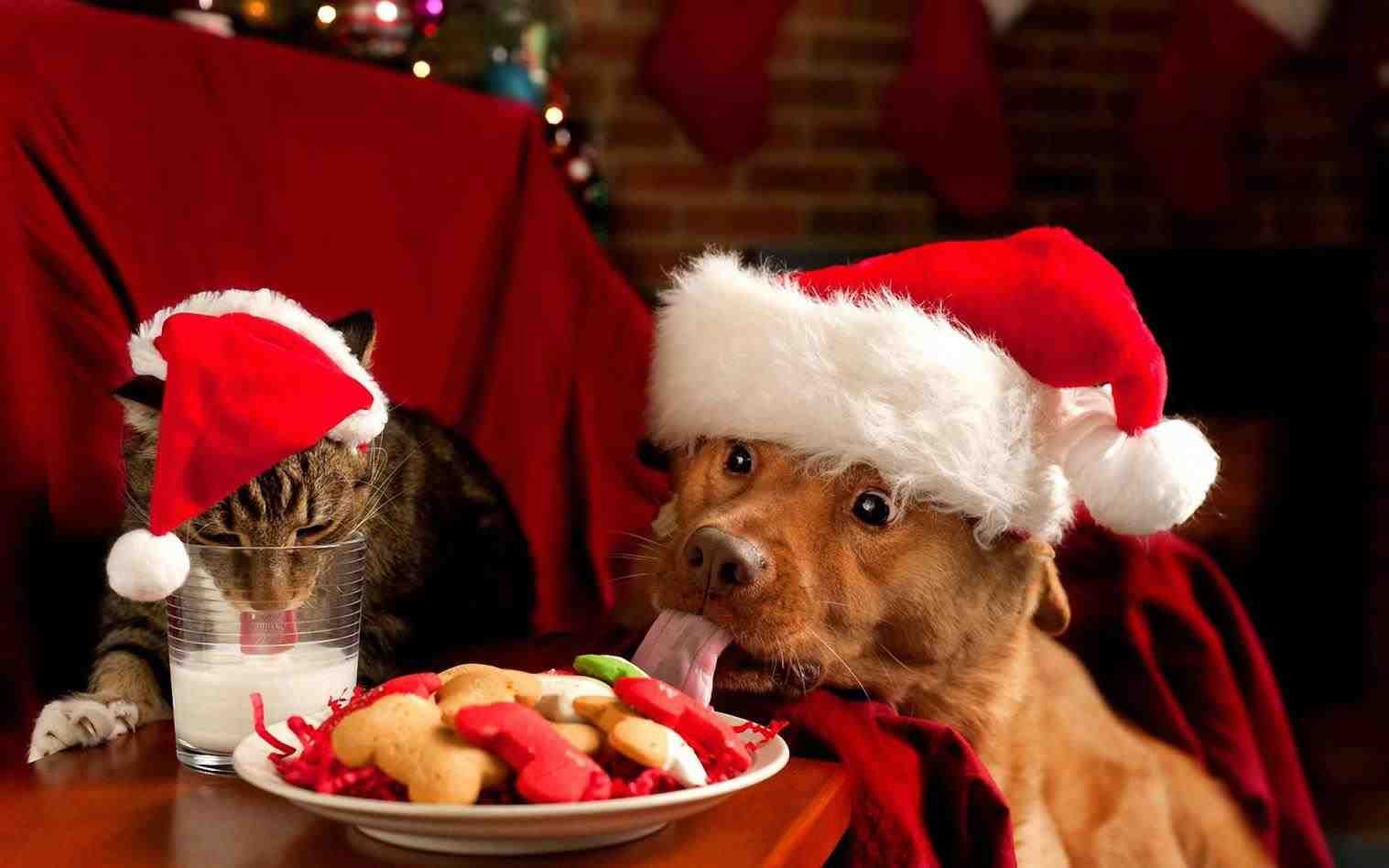 Funny Naughty Cats