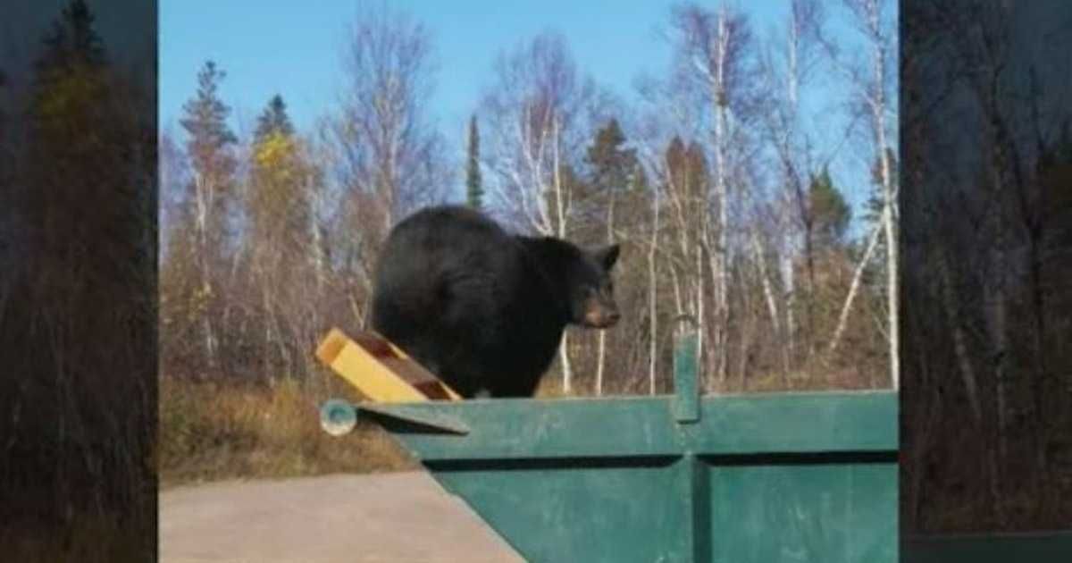 1Bear101617