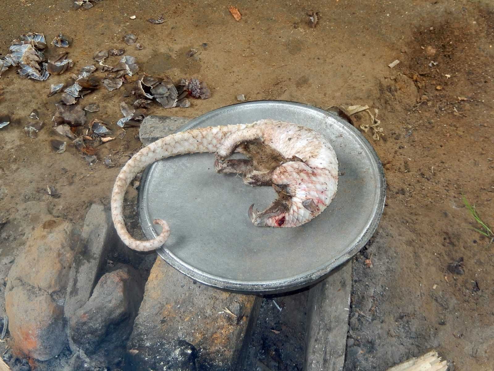 Pangolin Du Cameroun 03 1 1