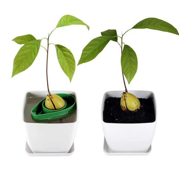Avocado Tree Grown With Avoseedo