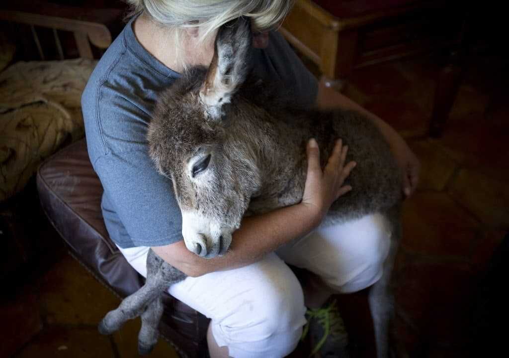 Babydonkeyjpg 9E8F06174Fb10548