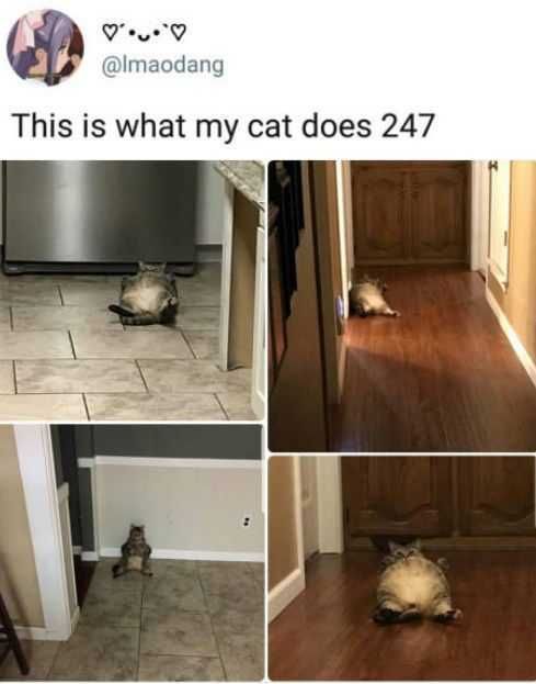 Funny Cat Pictures What A Cat Does When Home Alone