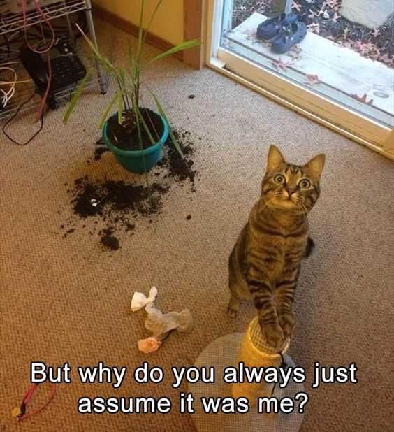 Funny Cat Pictures Innocent Cat