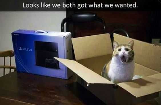 Funny Cat Pictures Ps4 And Cat Toy