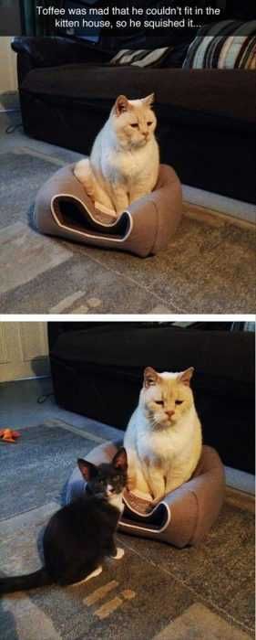 Funny Cat Pictures House Not Big Enough For The Two Of Us