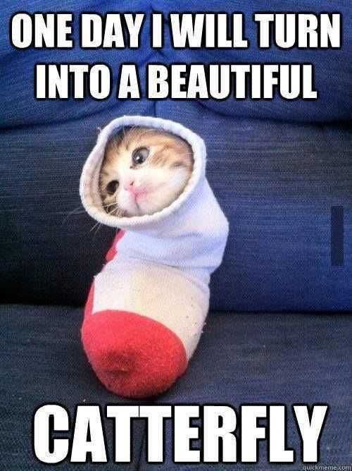 Cat Catterfly