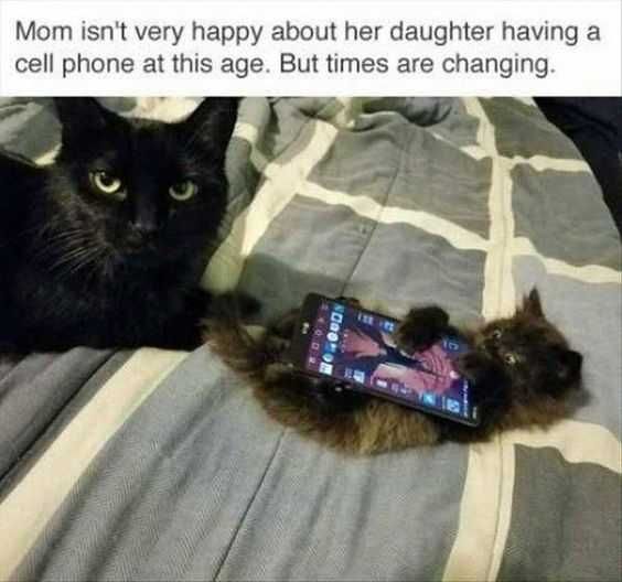 Funny Cat Pictures No More Screentime!
